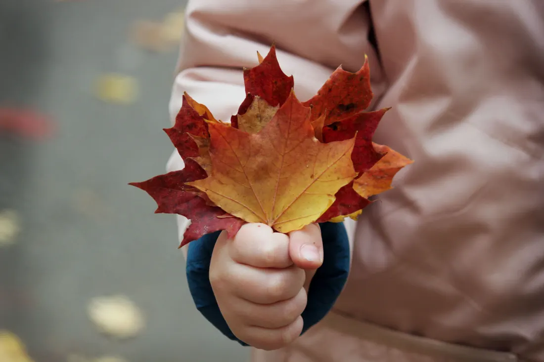 A hand holding a small collection of red and gold autumn leaves