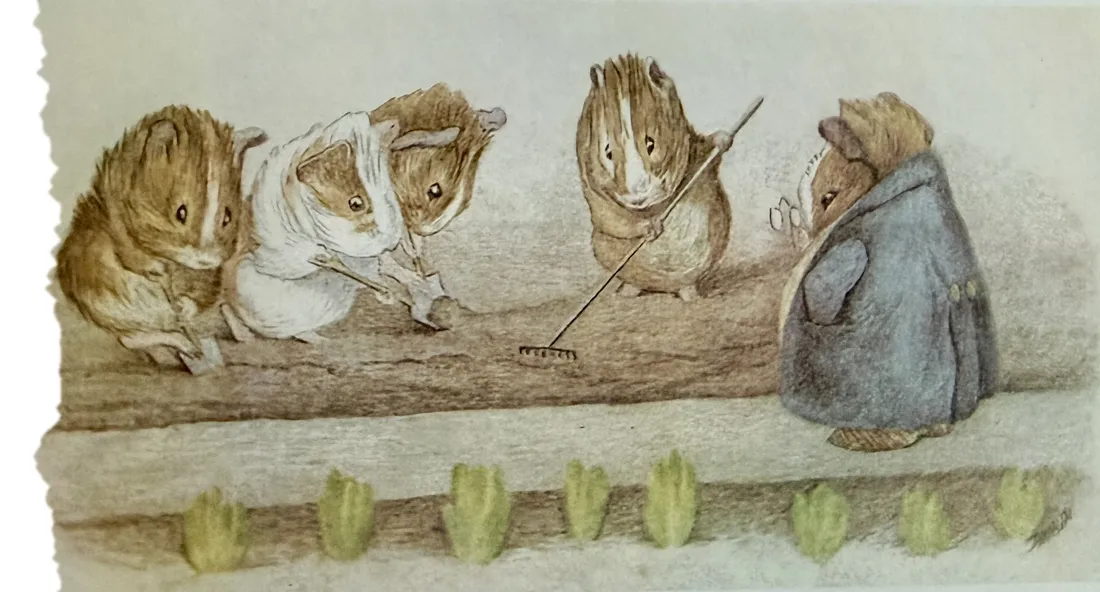 A Beatrix Potter illustration of guinea pigs gardening together, raking and planting a row of lettuces